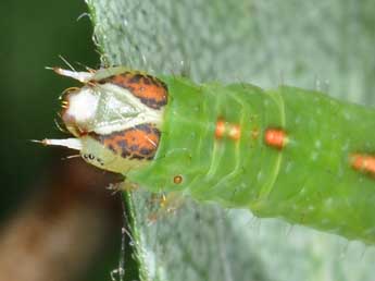  Chenille de Lomographa temerata D. & S. - ©Philippe Mothiron