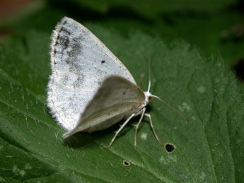 Lomographa temerata D. & S. adulte - Philippe Mothiron