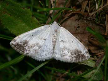 Lomographa temerata D. & S. adulte - ©Philippe Mothiron