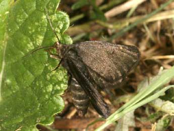 Sciadia tenebraria Esp. adulte - ©Daniel Morel