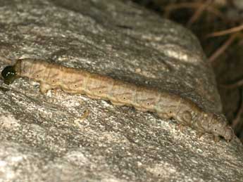  Chenille de Sciadia tenebraria Esp. - ©Daniel Morel