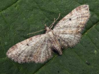 Eupithecia tenuiata Hb. adulte - ©Daniel Morel