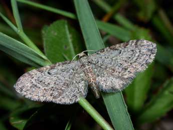 Eupithecia tenuiata Hb. adulte - ©Philippe Mothiron