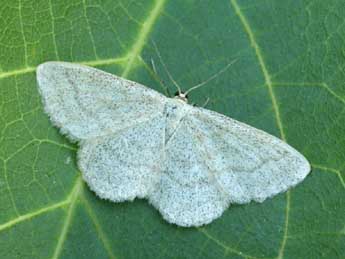 Scopula ternata Schrk adulte - ©Daniel Morel