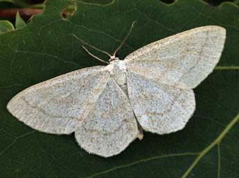 Scopula ternata Schrk adulte - ©Daniel Morel