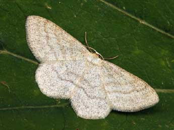 Scopula ternata Schrk adulte - ©Daniel Morel