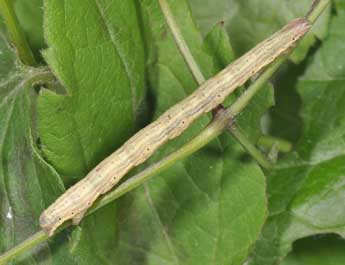  Chenille de Horisme tersata D. & S. - Philippe Mothiron