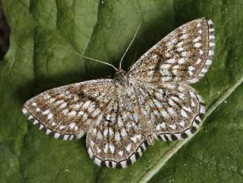 Scopula tessellaria Bsdv. adulte - ©Daniel Morel