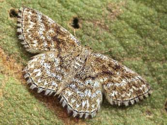 Scopula tessellaria Bsdv. adulte - ©Daniel Morel