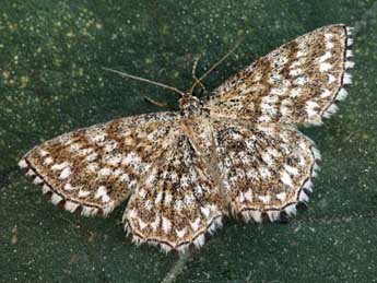 Scopula tessellaria Bsdv. adulte - Daniel Morel