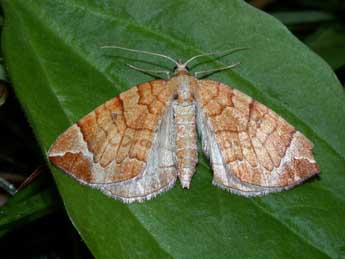 Eulithis testata L. adulte - ©Philippe Mothiron