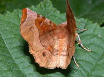 Selenia tetralunaria Hfn. adulte - ©Philippe Mothiron