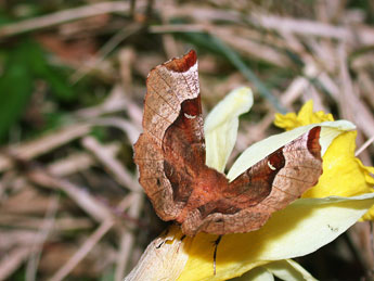 Selenia tetralunaria Hfn. adulte - ©Philippe Mothiron