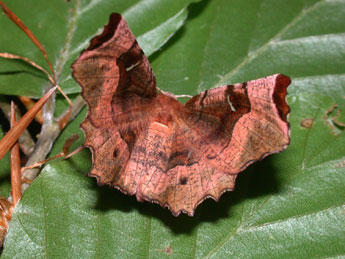 Selenia tetralunaria Hfn. adulte - ©Philippe Mothiron