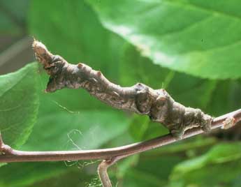  Chenille de Selenia tetralunaria Hfn. - ©Philippe Mothiron