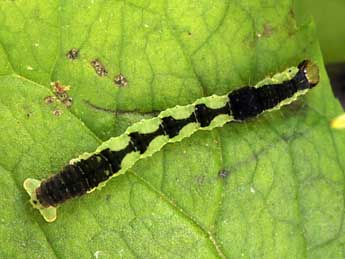  Chenille de Baptria tibiale Esp. - ©Daniel Morel