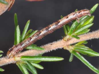  Chenille de Pachycnemia tibiaria Rbr - ©Philippe Mothiron