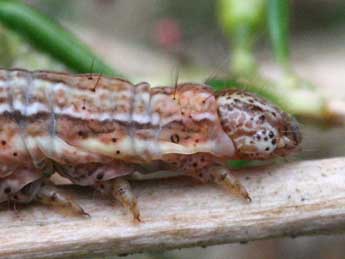  Chenille de Pachycnemia tibiaria Rbr - ©Jean-Paul Coat