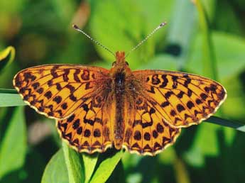 Boloria titania Esp. adulte - ©Jean-Franois Maradan