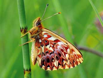 Boloria titania Esp. adulte - ©Jean-Franois Maradan