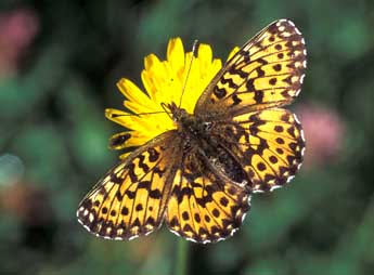 Boloria titania Esp. adulte - ©Tristan Lafranchis