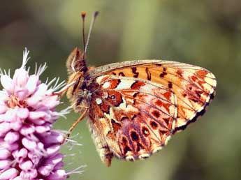 Boloria titania Esp. adulte - Daniel Morel