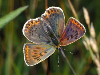 Lycaena tityrus Poda adulte - Franois Spill