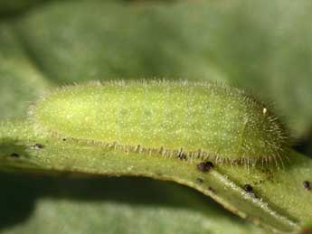  Chenille de Lycaena tityrus Poda - Tristan Lafranchis