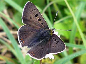 Lycaena tityrus Poda adulte - Catherine Wellings