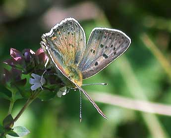 Lycaena tityrus Poda adulte - Philippe Mothiron