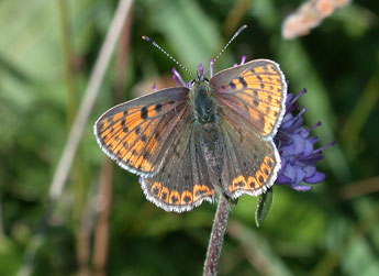 Lycaena tityrus Poda adulte - Philippe Mothiron