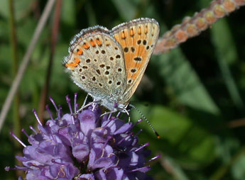 Lycaena tityrus Poda adulte - ©Philippe Mothiron