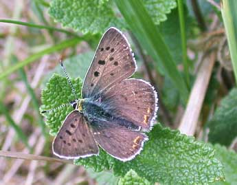 Lycaena tityrus Poda adulte - Philippe Mothiron