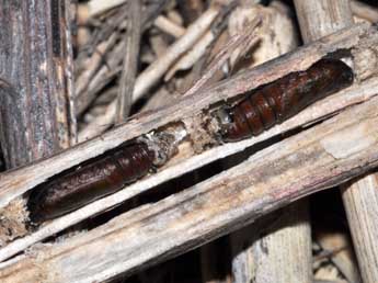  Chrysalide de Boudinotiana touranginii Berce - ©Antoine Lvque