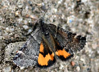 Boudinotiana touranginii Berce adulte - ©Daniel Morel