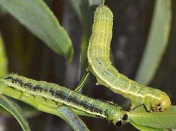  Chenille de Boudinotiana touranginii Berce - ©Antoine Lvque