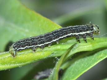  Chenille de Boudinotiana touranginii Berce - ©Antoine Lvque