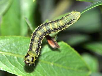  Chenille de Boudinotiana touranginii Berce - ©Antoine Lvque