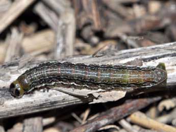  Chenille de Boudinotiana touranginii Berce - ©Antoine Lvque