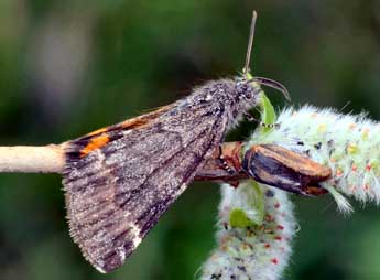 Boudinotiana touranginii Berce adulte - ©Daniel Morel