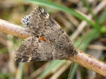 Boudinotiana touranginii Berce adulte - ©Daniel Morel