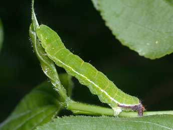  Chenille de Philereme transversata Hfn. - ©Philippe Mothiron