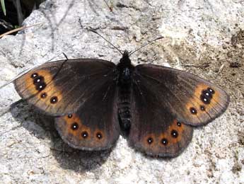 Erebia triarius Prun. adulte - ©Jean-Pierre Arnaud