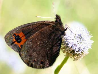 Erebia triarius Prun. adulte - Daniel Morel