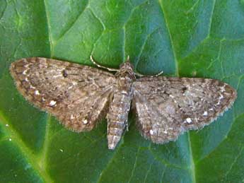 Eupithecia tripunctaria H.-S. adulte - Nicole Lepertel