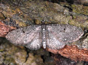 Eupithecia tripunctaria H.-S. adulte - ©Alexis Borges