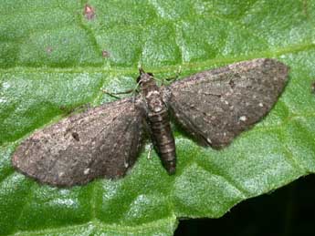 Eupithecia tripunctaria H.-S. adulte - ©Philippe Mothiron