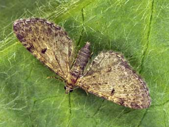 Eupithecia trisignaria H.-S. adulte - ©Daniel Morel