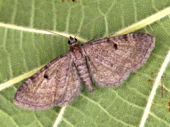 Eupithecia selinata H.-S. adulte - Daniel Morel