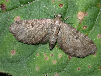 Eupithecia trisignaria H.-S. adulte - ©Philippe Mothiron